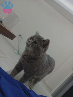 British Shorthair 10 Aylık Kızgınlıkta