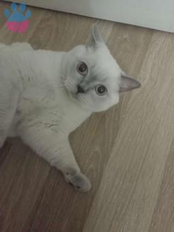 British Shorthair Oğluma Eş Arıyorum