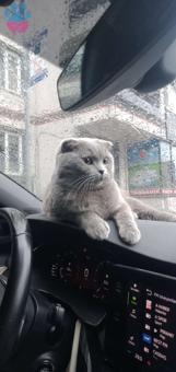 Scottish Fold Kedime Eş Arıyorum