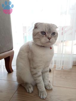 Scottish Fold 11 Aylık Oğlum Kızgınlıkta