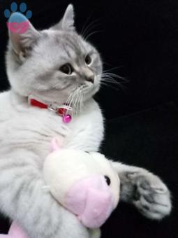 British Shorthair Yakışıklı Oğlumuza Eş Arıyoruz