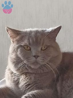 British Shorthair Kedime Eş Arıyorum