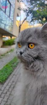 British Shorthair Kedim İçin Eş Arıyorum