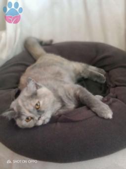 British Shorthair 8 Aylık Kızıma Eş Arıyorum