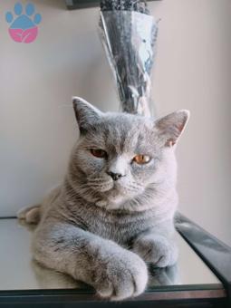 British Shorthair Pablo&#8217;ya Eş Arıyoruz