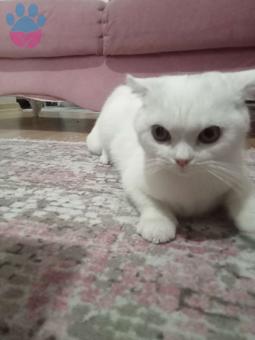 Scottish Fold 8 Aylık Kızgınlıkta Eş Arıyoruz