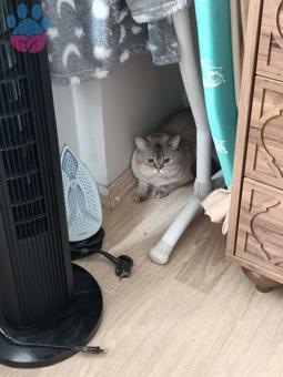 British Shorthair 1 Yaşında Kedime Eş Arıyorum