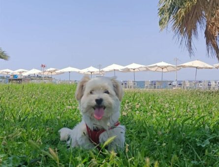 Maltese Terrier Oğluma Eş Arıyorum 4 Yaşında