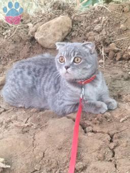 Scottish Fold 7 Aylık Kızıma Eş Arıyorum