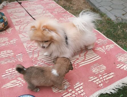 Pomeranian Boo 3 Yaşında Oğluma Eş Arıyorum