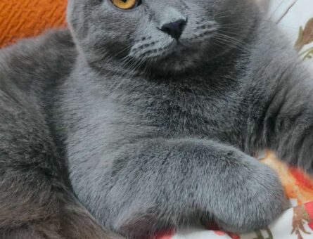 British Shorthair Erkek Kedim Eş Arıyor