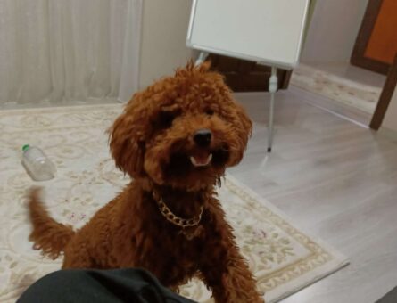 Toy Poodle Leo Erkek 1 Yaşında