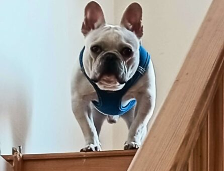 French Bulldog Oğlum Eş Arıyor