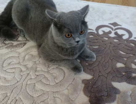 British Shorthair Dişi Kedimize Eş Arıyoruz