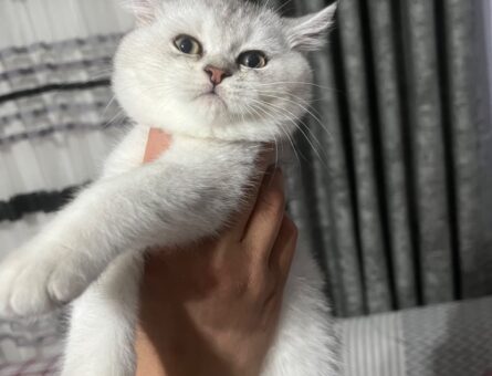 British Shorthair 17 Aylık Dişi Eş Aranır