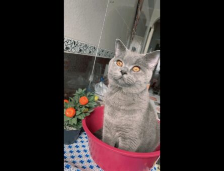 British Shorthair Oğluma Eş Arıyorum