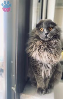British Longhair 9 Aylık Kedim Eş Arıyor