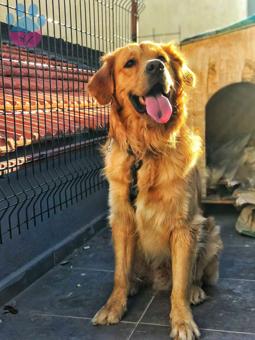 Golden Retriever 4 Yaşında Ares Eş Arıyor