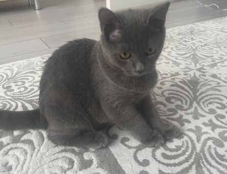 British Shorthair Silver Erkek Baskın Tecrübeli