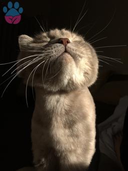 British Shorthair Yakışıklı Oğlumuza Eş Arıyoruz