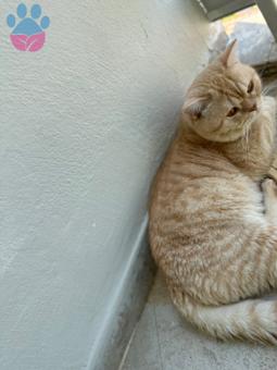 British Shorthair Oğluma Eş Arıyorum 2 Yaşında