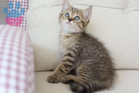 British Shorthair Kızım Mia’ya Eş Arıyoruz