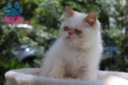 British Shorthair 1 Yaşında Oğlumuza Eş Arıyoruz