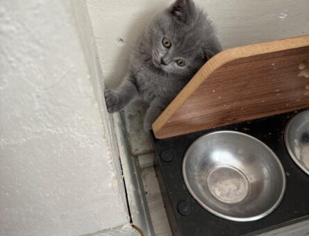 Scottish Fold Kızımıza British Erkek Arıyoruz