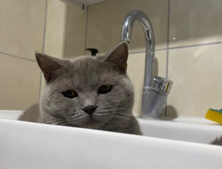 British Shorthair Kedime Eş Arıyorum 11 Aylık