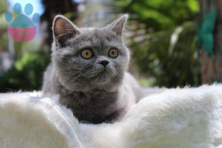 British Shorthair 11 Aylık Kızıma Eş Arıyorum