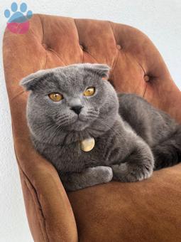 Scottish Fold Badem Oğlumuza Eş Arıyoruz