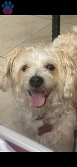 Maltese Terrier 5 Yaşındaki Köpeğime Eş Arıyorum