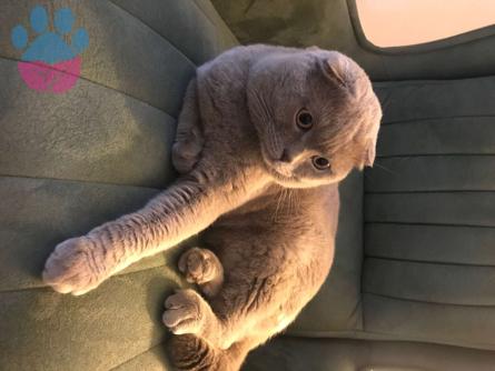 British Shorthair 1 Yaşındaki Kedime Eş Arıyorum