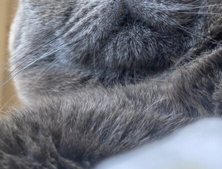 British Shorthair Duman Eş Arıyor