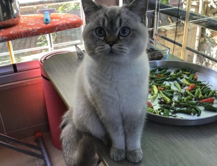 British Shorthair Oğluma Eş Arıyorum 11 Aylık