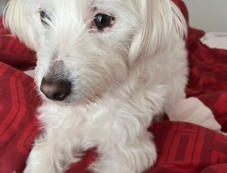 Maltese Terrier 1,5 Yaşında Eş Arıyor