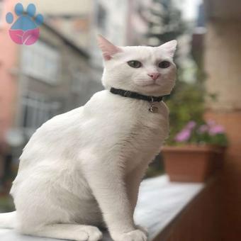 Ankara Kedisi Yakışıklı Oğlum Bobiye Eş Arıyorum