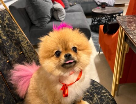 Pomeranian Boo 2 Yaşında Kızıma Eş Arıyorum