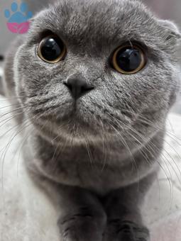 Scottish Fold 10 Aylık Kedime Eş Arıyorum