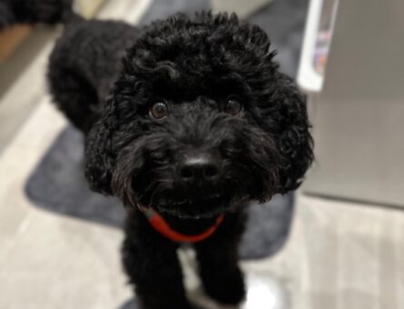 Toy Poodle Oğlumuz joya Dişi Eş Arıyoruz