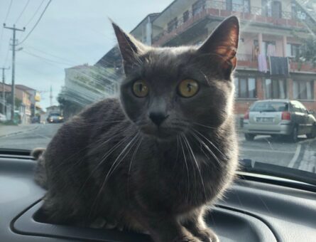 British Shorthair Karam Eş Arıyor 2,5 Yaşında