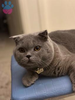 Scottish Fold Kedime Eş Arıyorum Kızgınlıkta