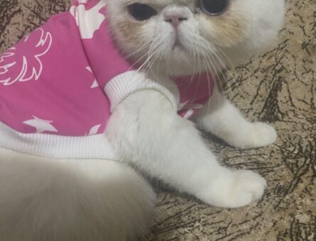 Exotic Shorthair Aşıları Tam Eş Arıyorum