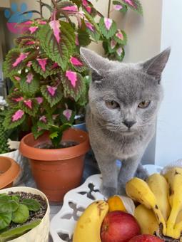 British Shorthair Tonny&#8217;e Eş Arıyorum