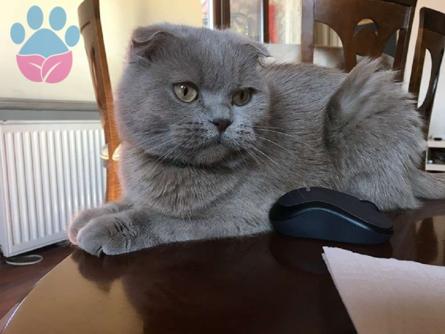 Scottish Fold Cinsi 2 Yaşında Kızımıza Eş Arıyoruz