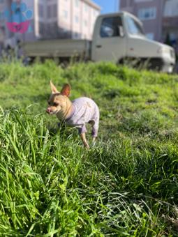 Chihuahua Kızıma Eş Arıyorum