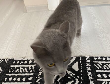 British Shorthair 8 Aylık Kedime Eş Arıyorum