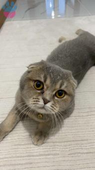 Scottish Fold Güneş Kızımıza Erkek Eş Arıyoruz