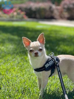 Chihuahua Safkan Oğlumuza Eş Arıyoruz
