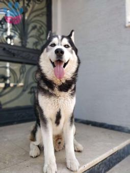 Bursa&#8217;da Erkek Husky Sibirya Kurdu Oğluma Dişi Eş Arıyoruz